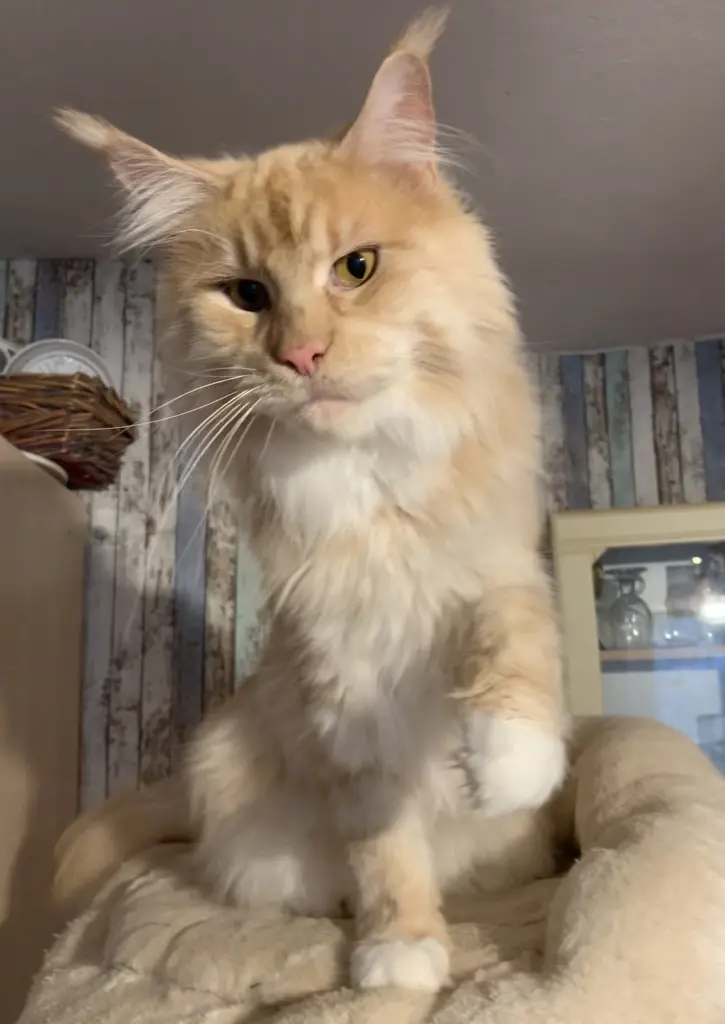 Condolence image of Heike 