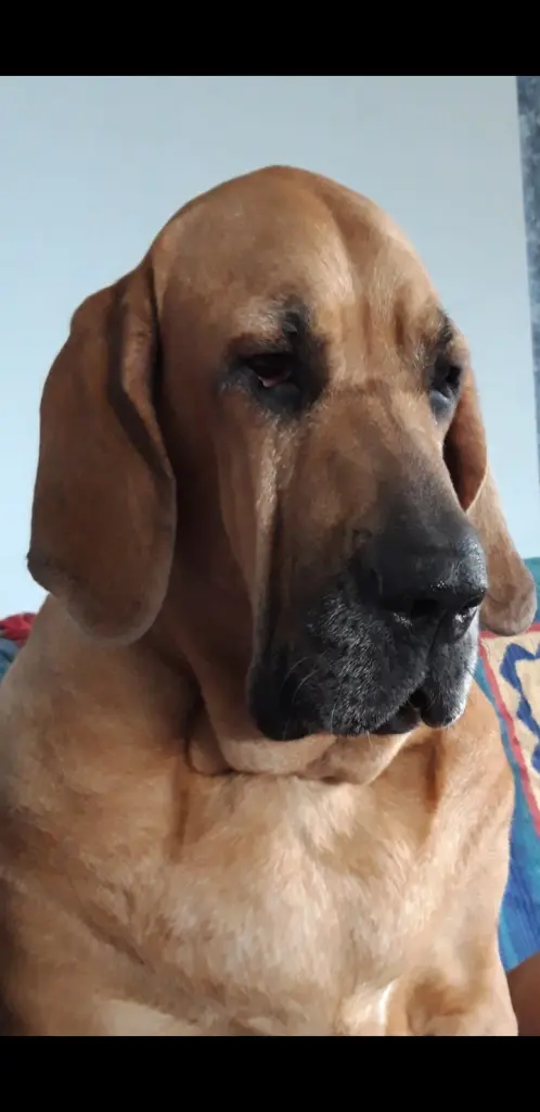 Condolence image of Silke mit Cara Luna im Herzen