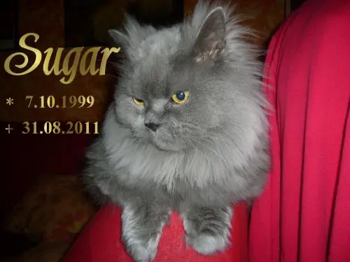 Image from SUGAR