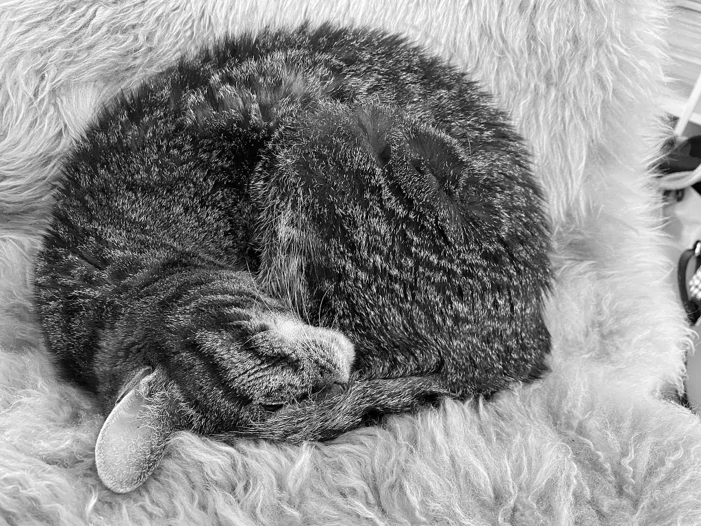 Condolence image of Tina