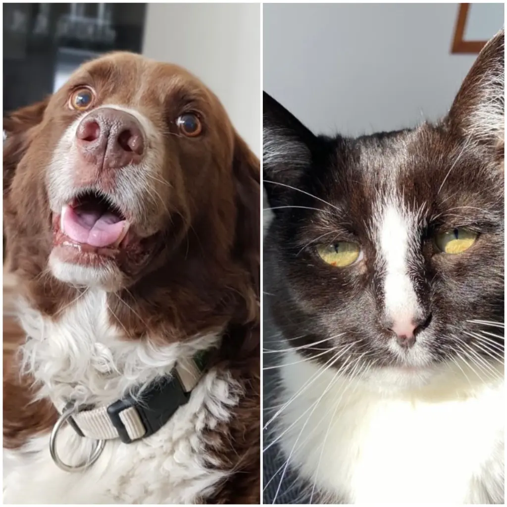 Condolence image of Marina mit Jule (21.12.2019) und Lucy(20.02.2023) tief im Herzen ❤