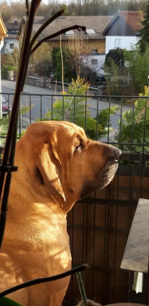 Condolence image of Silke