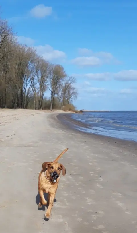 Image from Cara Luna