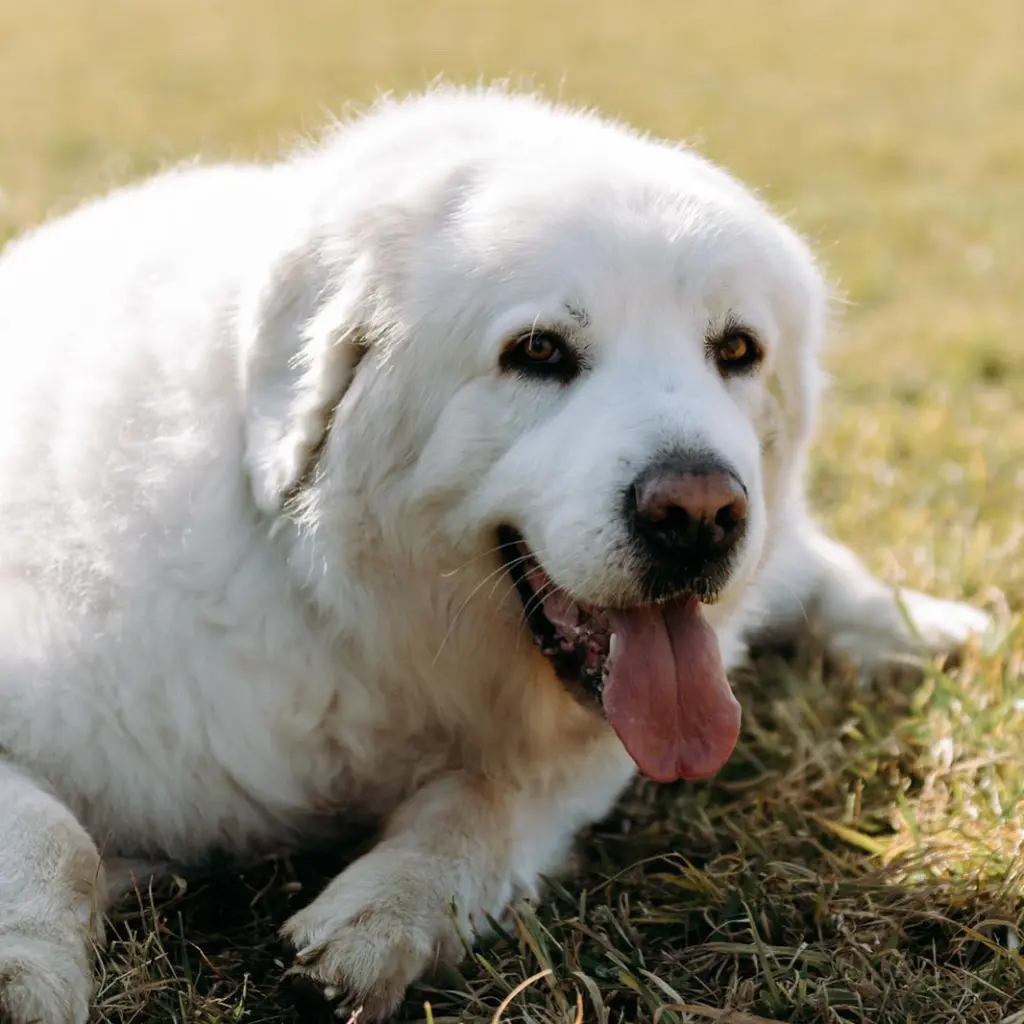 Condolence image of Jolanta