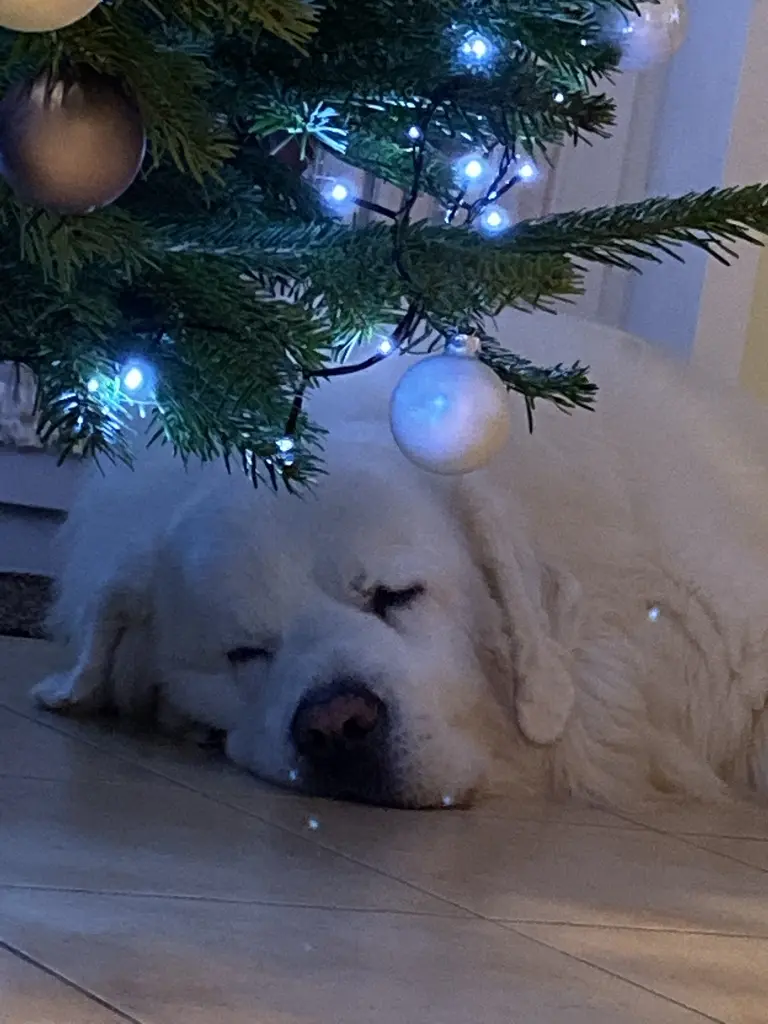 Condolence image of Jolanta