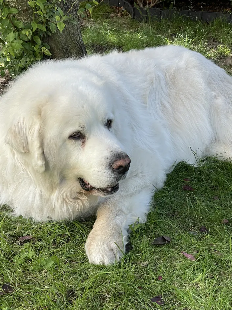 Condolence image of Jolanta 