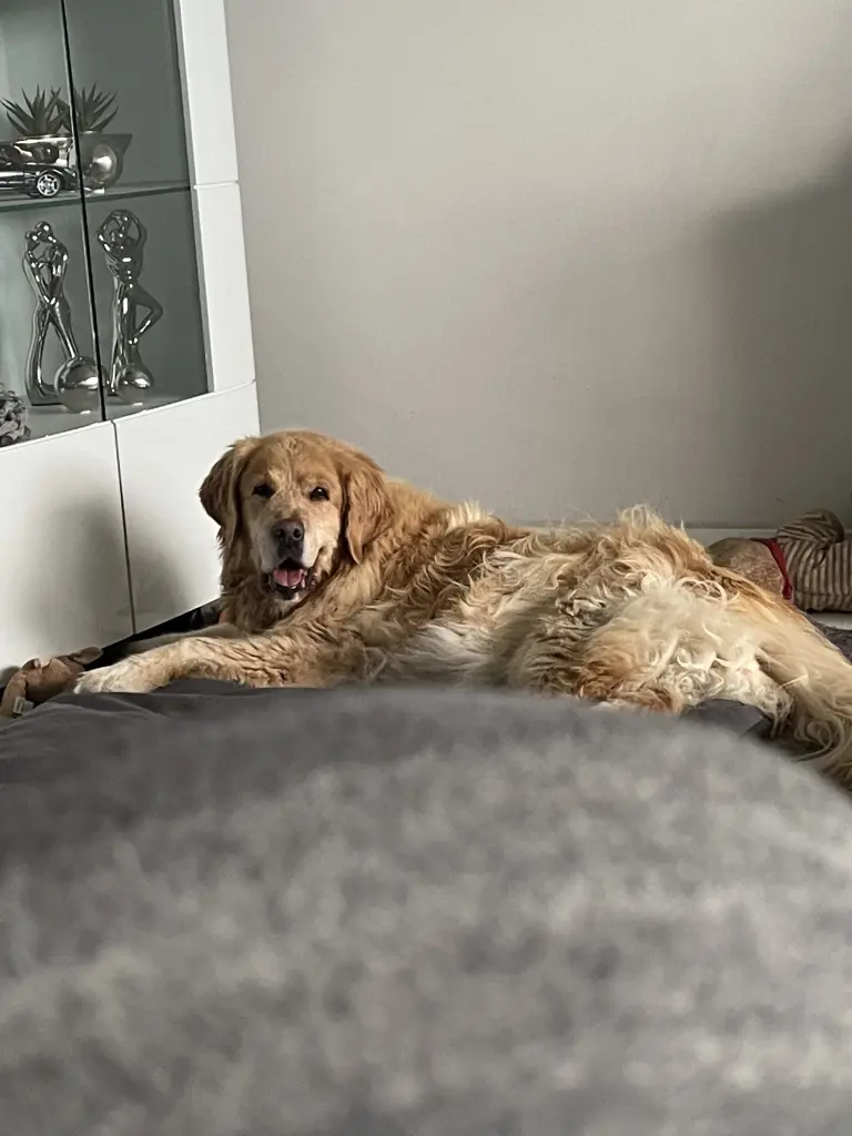 Condolence image of Angelika mit Seelenhund Luna von ❤️ + 02.03.2023