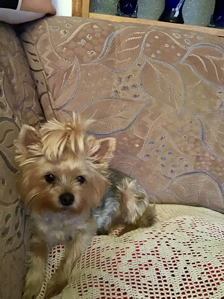 Condolence image of Jörg, Naomi, Amy❤️