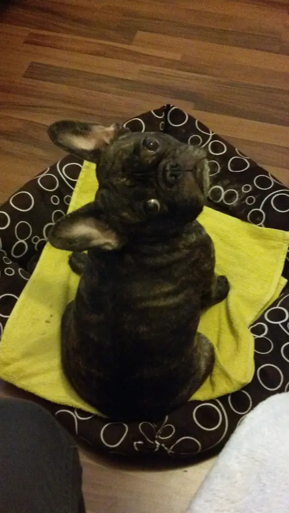 Condolence image of Karin mit Bella ganz tief im Herzen