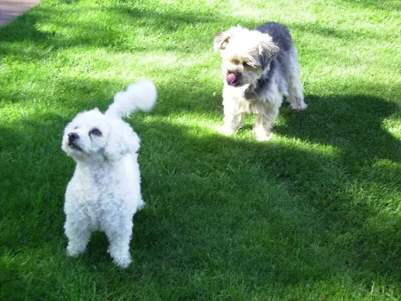 Condolence image of Gaby mit Snowy* im Herzen