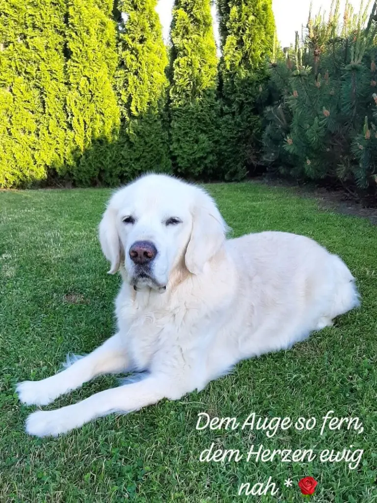 Condolence image of Claudia/ASKO ❤️ 