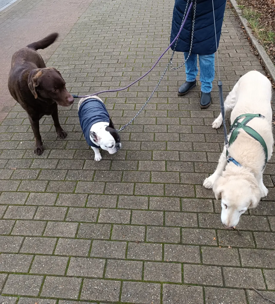 Condolence image of Maxi