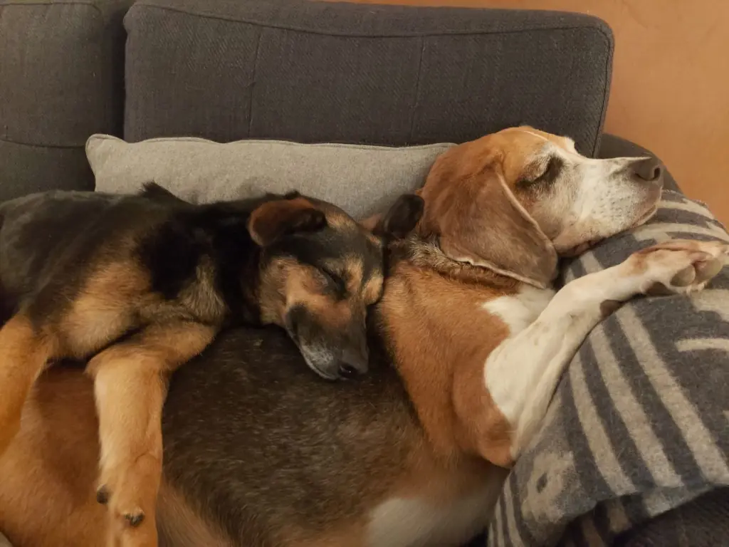 Condolence image of Lui & Ide