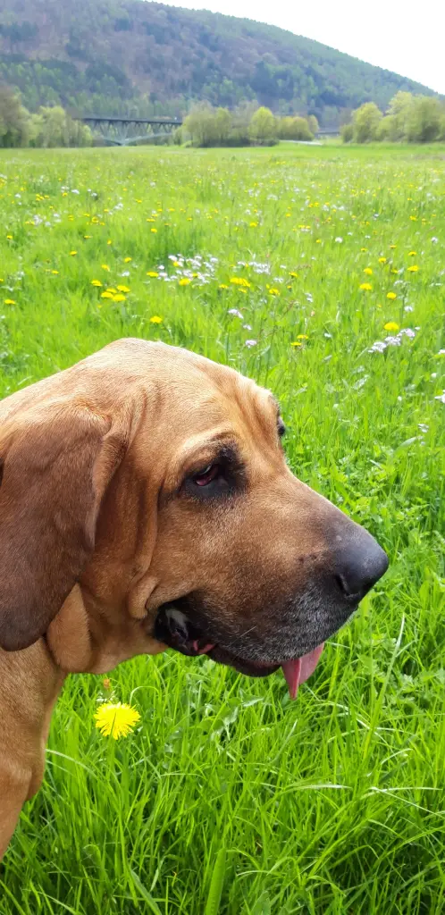 Condolence image of Silke mit Cara Luna im Herzen