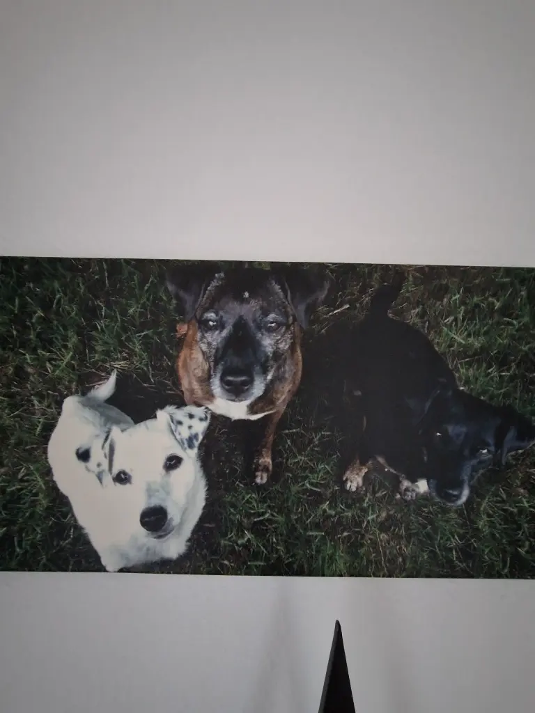 Condolence image of Dagmar Pärschke 