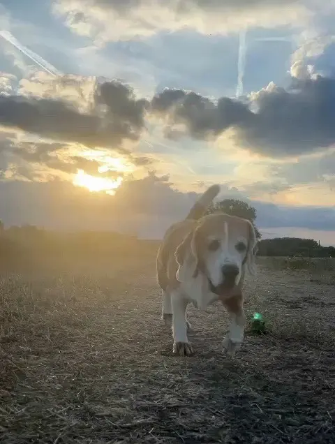 Condolence image of Nikola