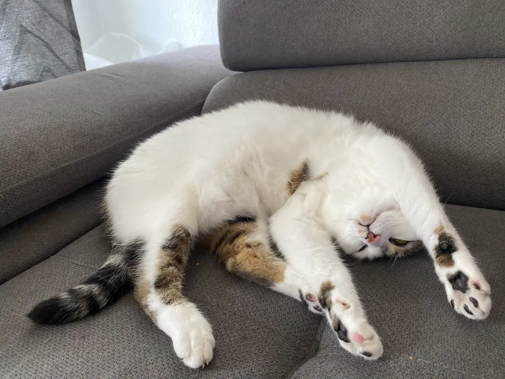 Condolence image of Leon Und Bali 