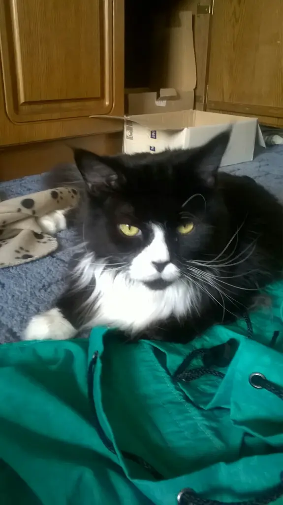 Condolence image of Mario Dorn