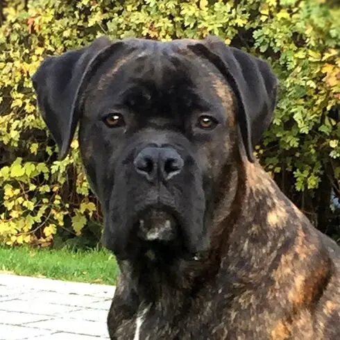 Andachtsbild von Britta