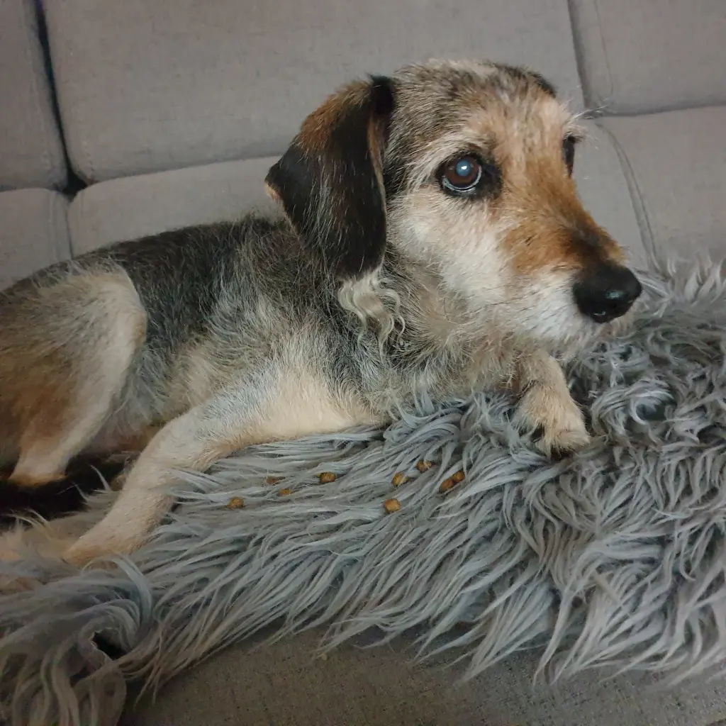 Condolence image of Heike mit Benny im Herzen ❤️ 