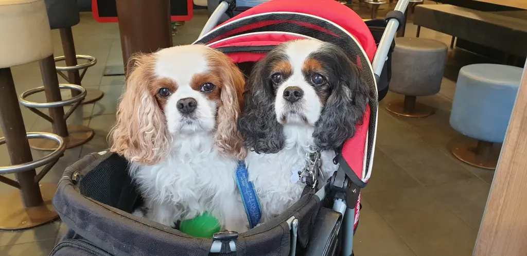 Condolence image of Petra