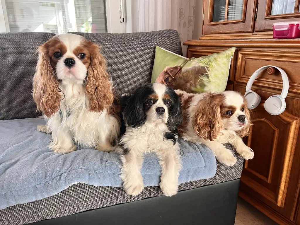 Condolence image of Daniela Weirauch 