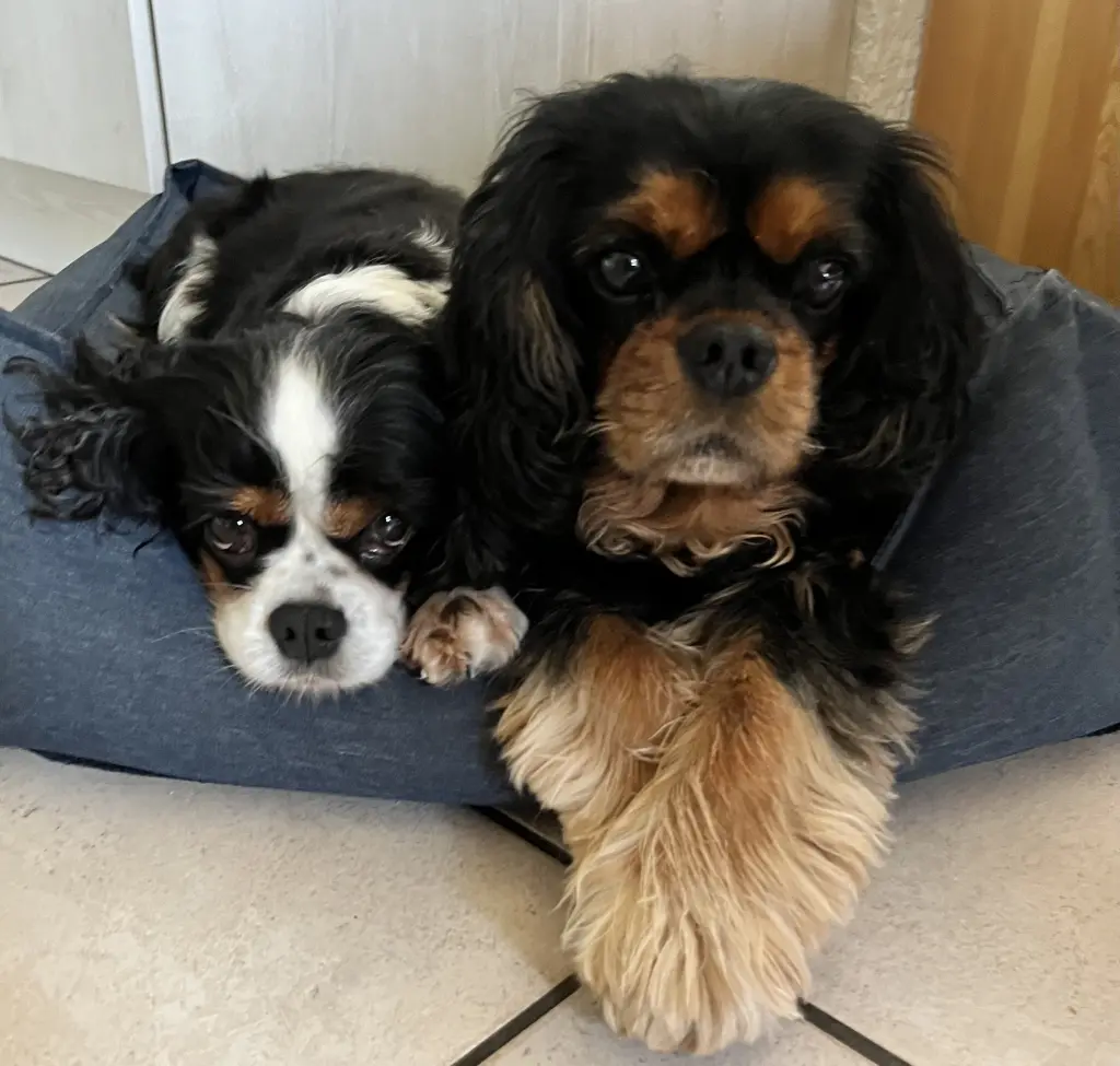 Condolence image of Gabi