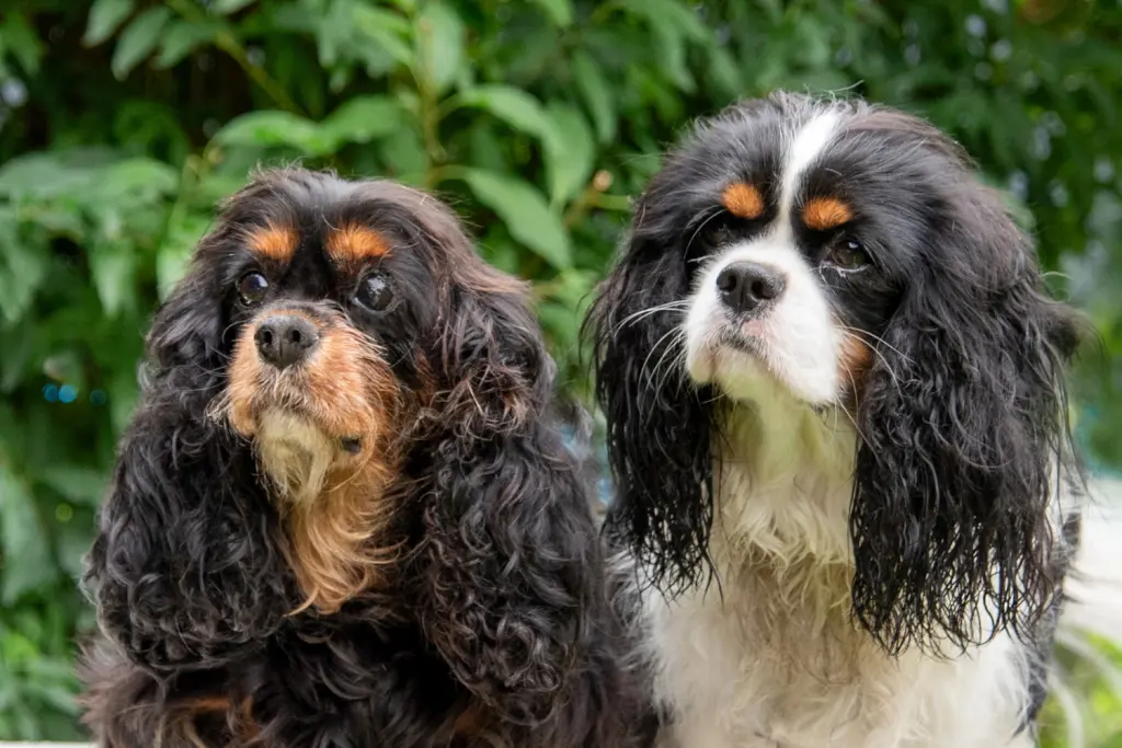 Condolence image of Lolita
