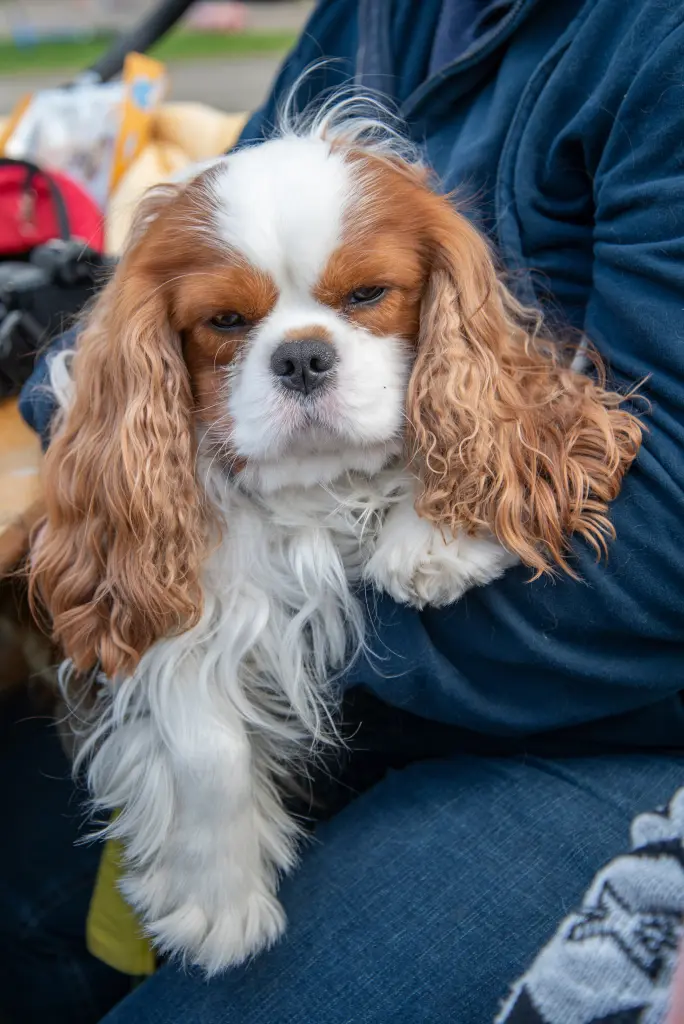 Condolence image of Horst Zieger