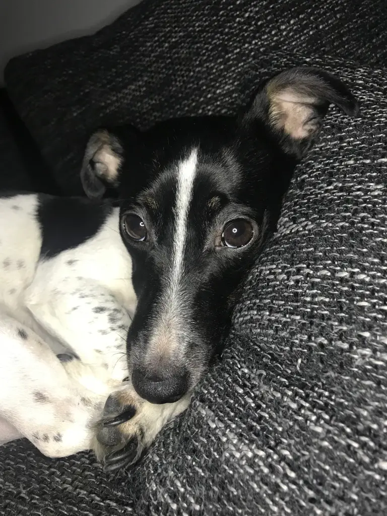 Condolence image of Melanie & Viktor mit Sunny