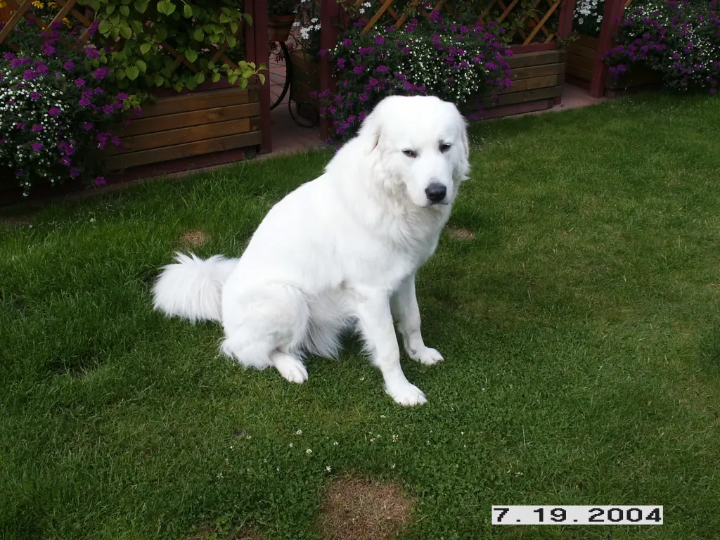 Andachtsbild von Charlotte