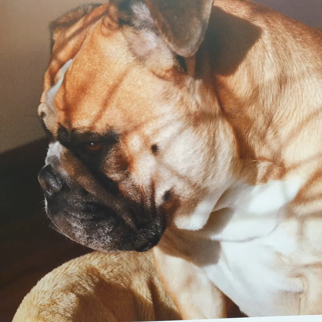 Condolence image of Grit