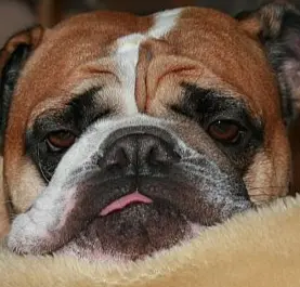 Condolence image of Mama