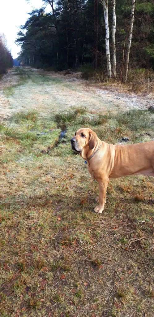 Condolence image of Silke mit Cara Luna im Herzen