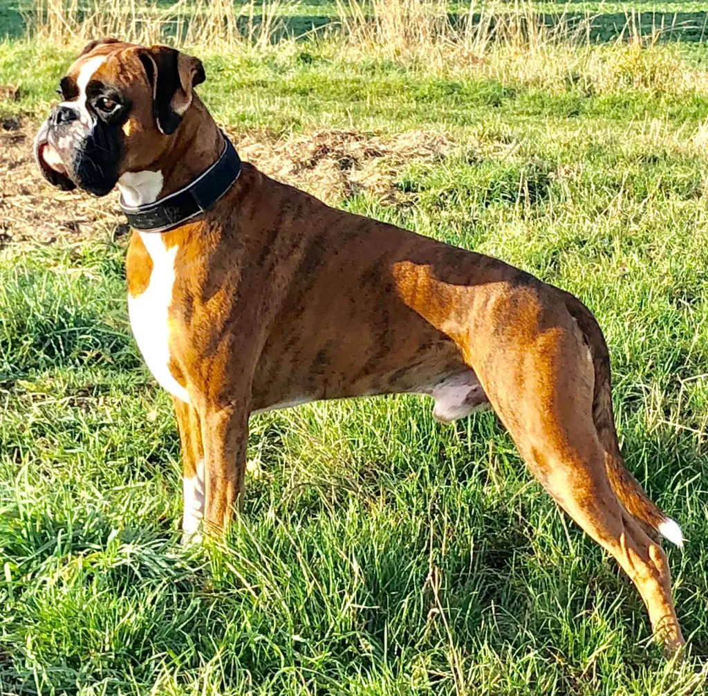 Condolence image of Karina und Jörg mit Floyd im ❤ 