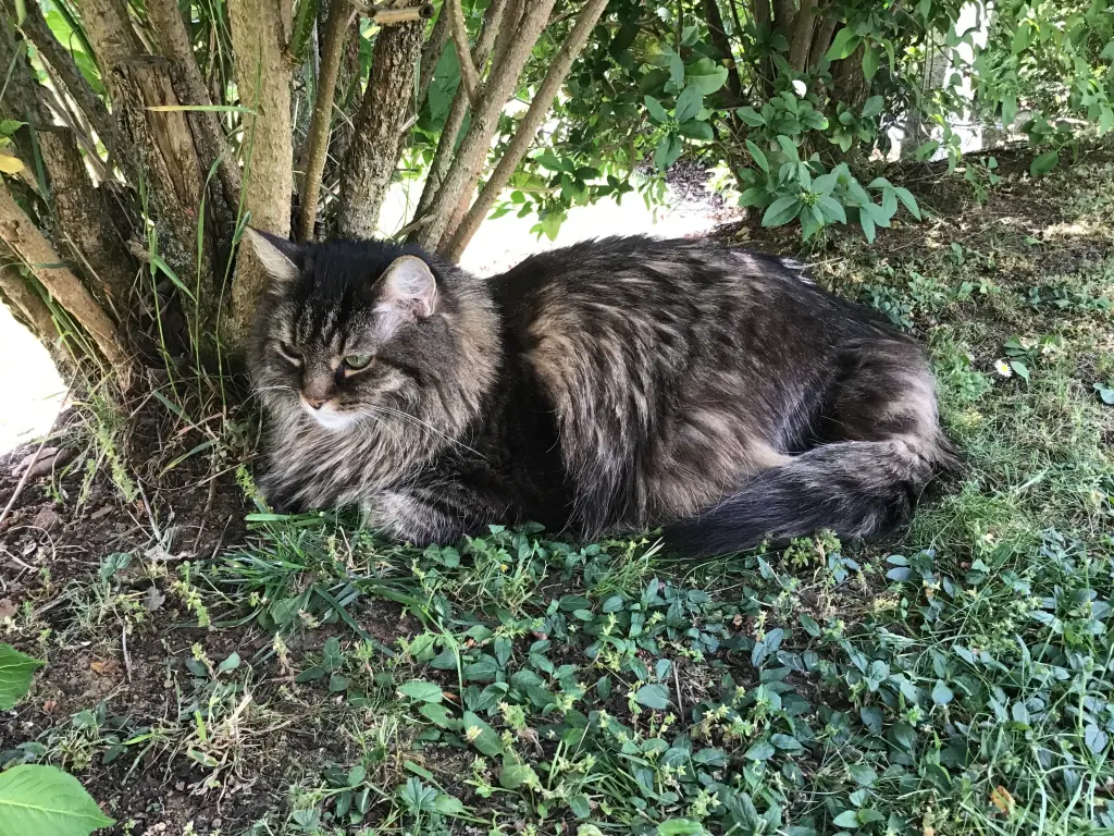 Condolence image of Nicole mit Roxy 2009 - 2023