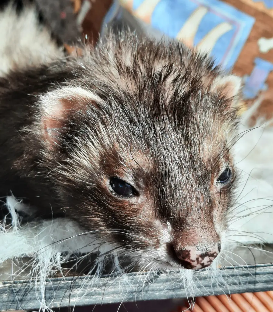 Condolence image of Ina 