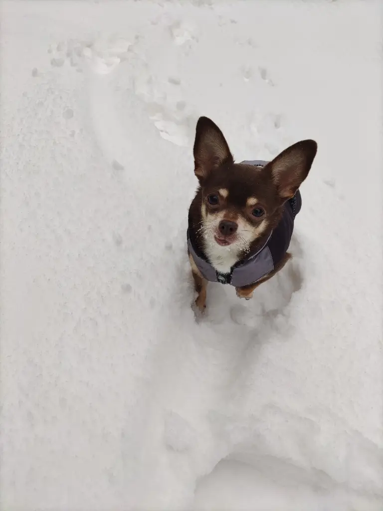 Image from Emmi
