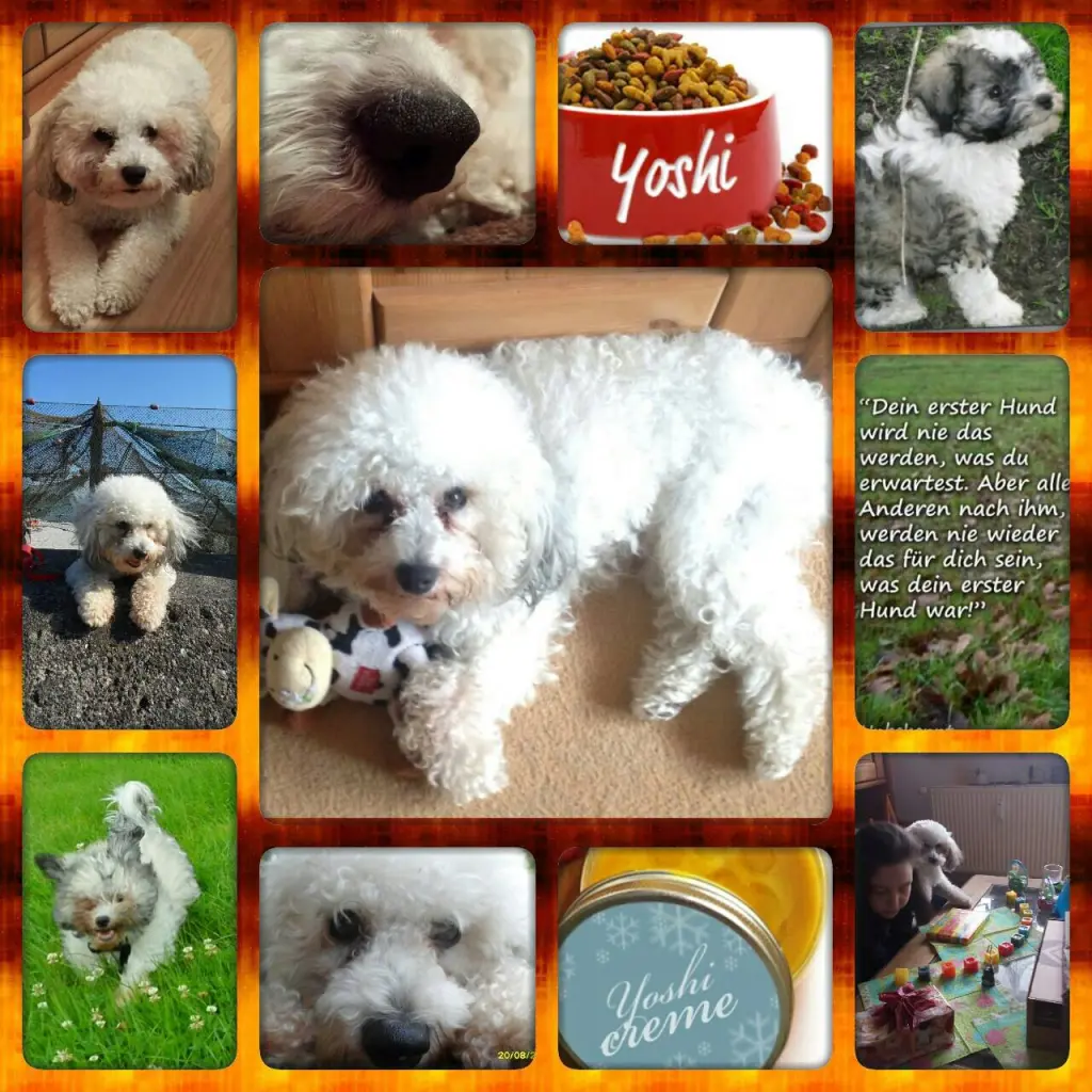 Image from Yoshi