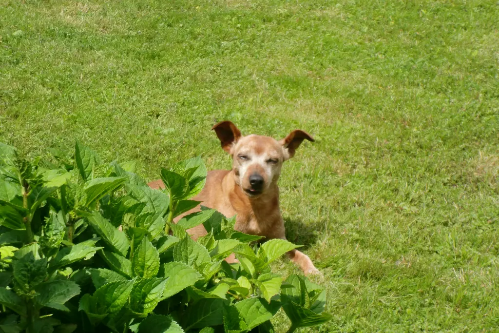 Andachtsbild von Jutta