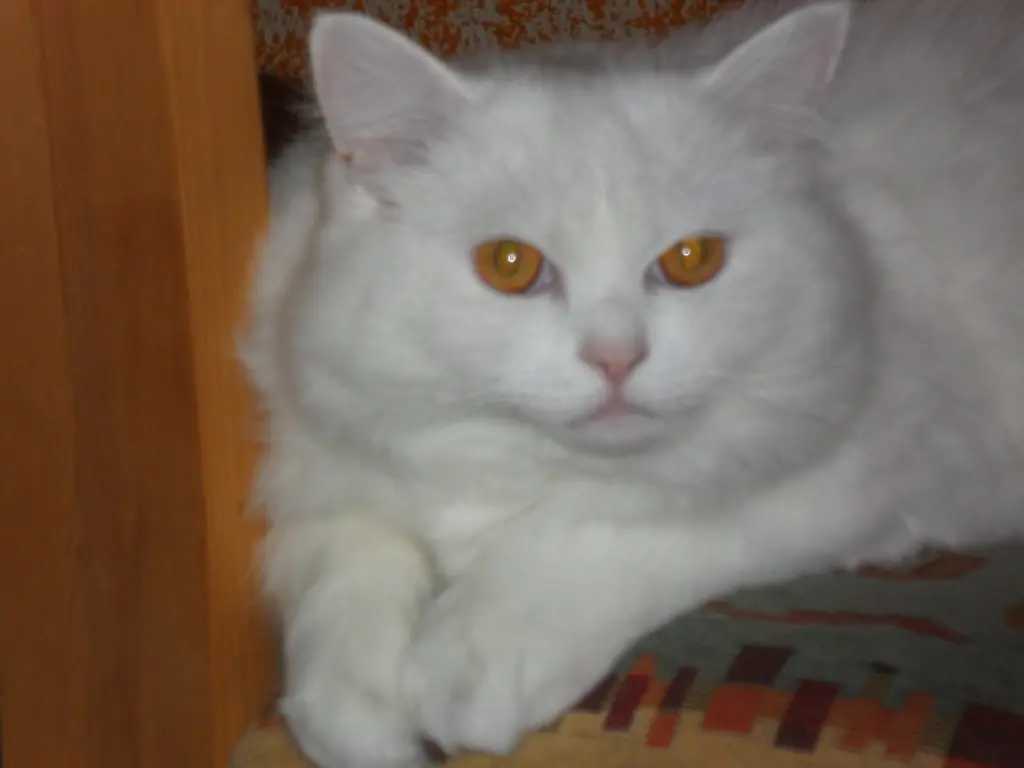 Image from Snowy