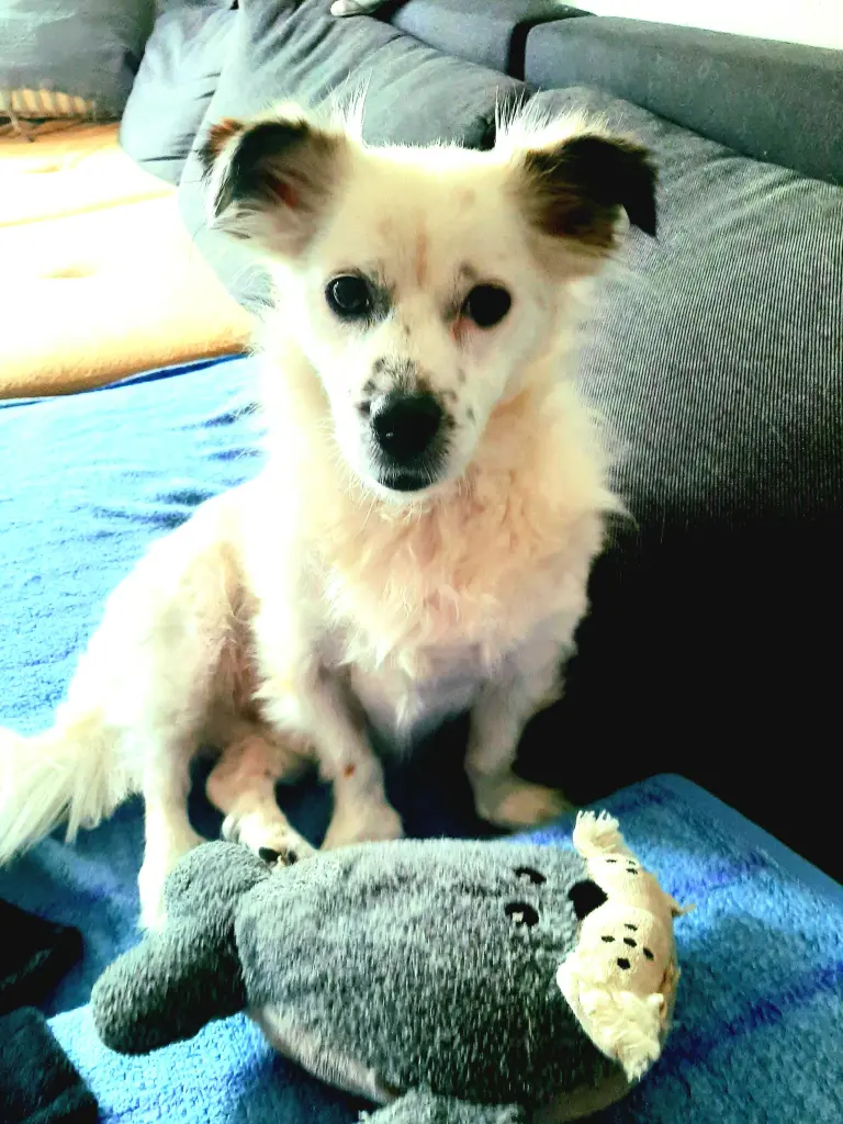 Andachtsbild von Buddy