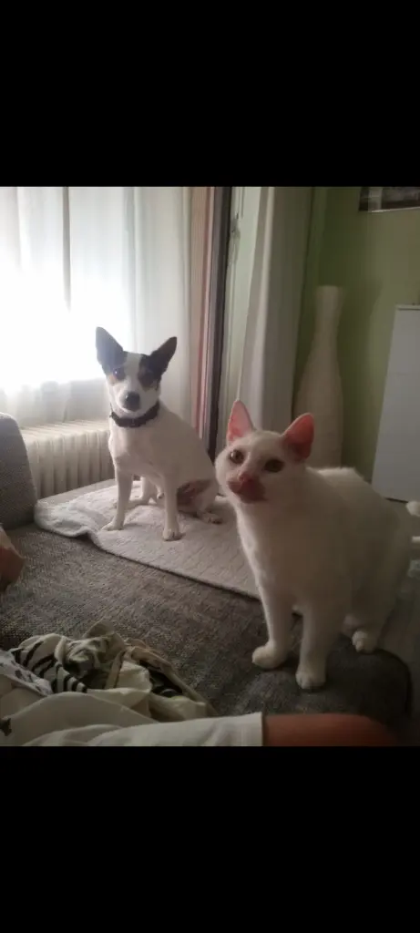 Andachtsbild von Anja&Carsten mit Spot-Simba im Herzen