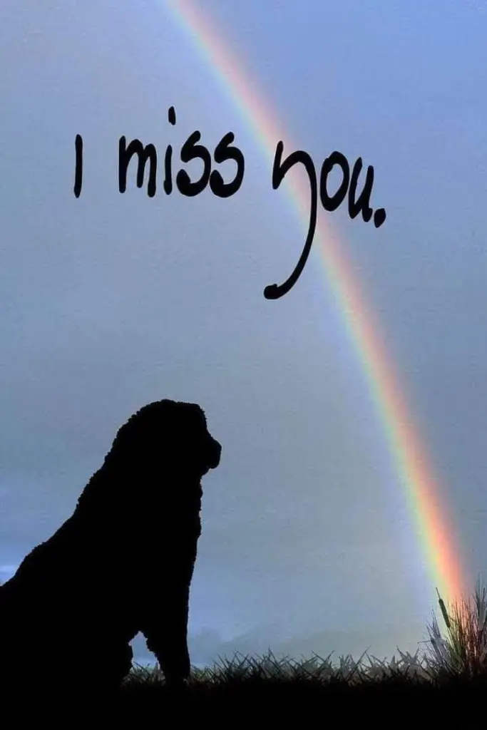 Condolence image of Aus dem Regenbogenland ♥️