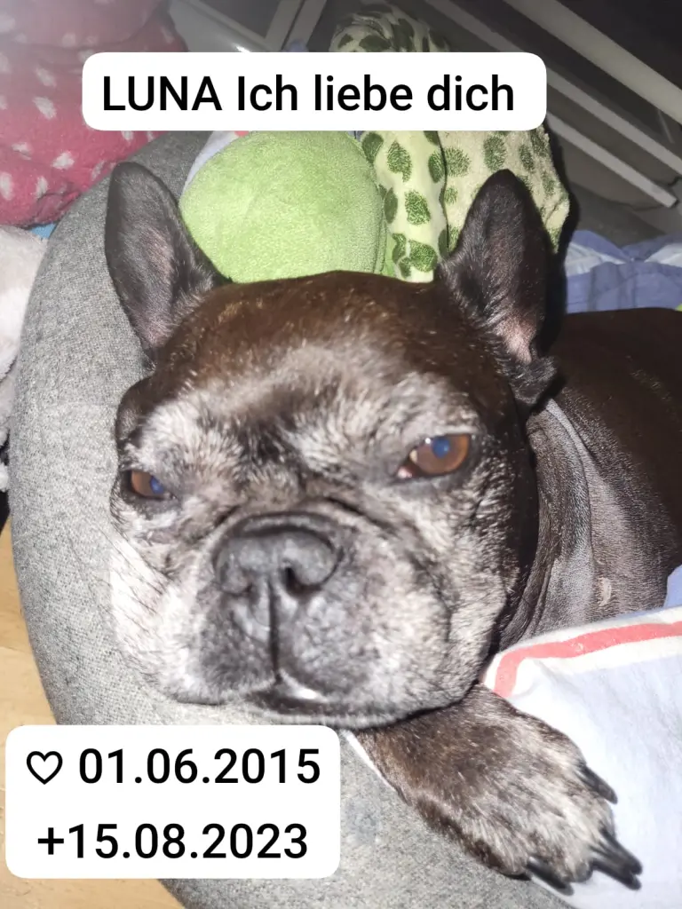 Condolence image of Tanja mit Luna im Herzen (15.08.23)