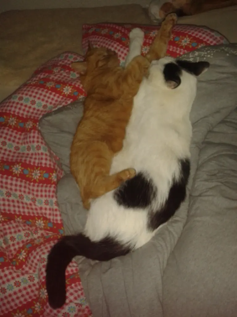 Condolence image of Lydia mit SternchenTommyn + 02.06.2020 , Balu + 09.03.2023  und Tammi + 24.08.2023