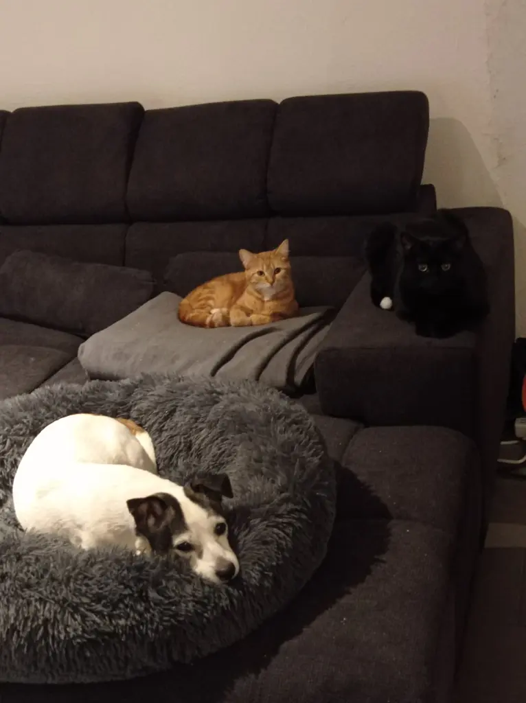 Image from Nino