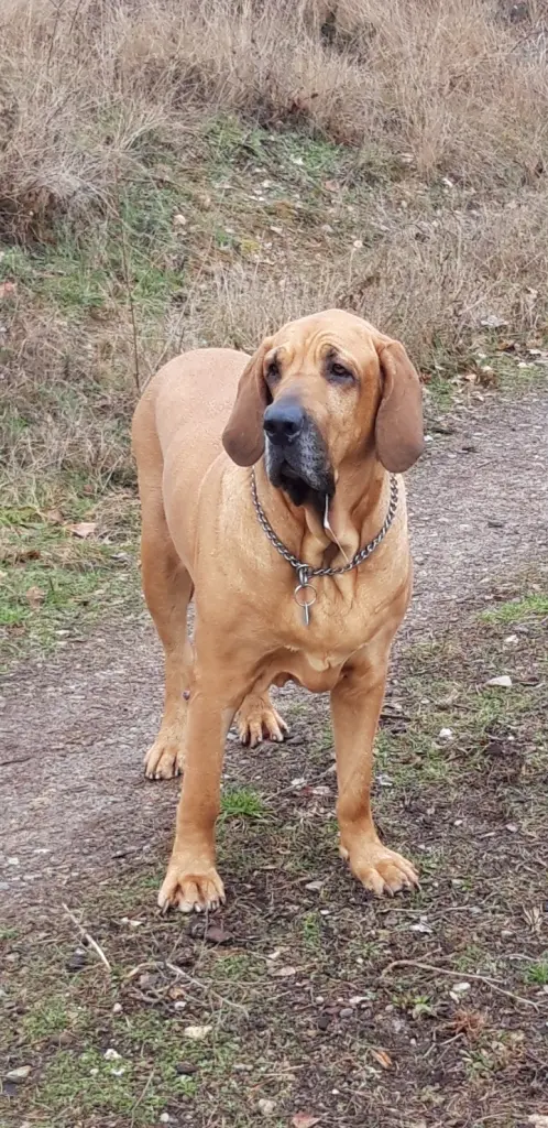 Andachtsbild von Silke mit Cara Luna im Herzen