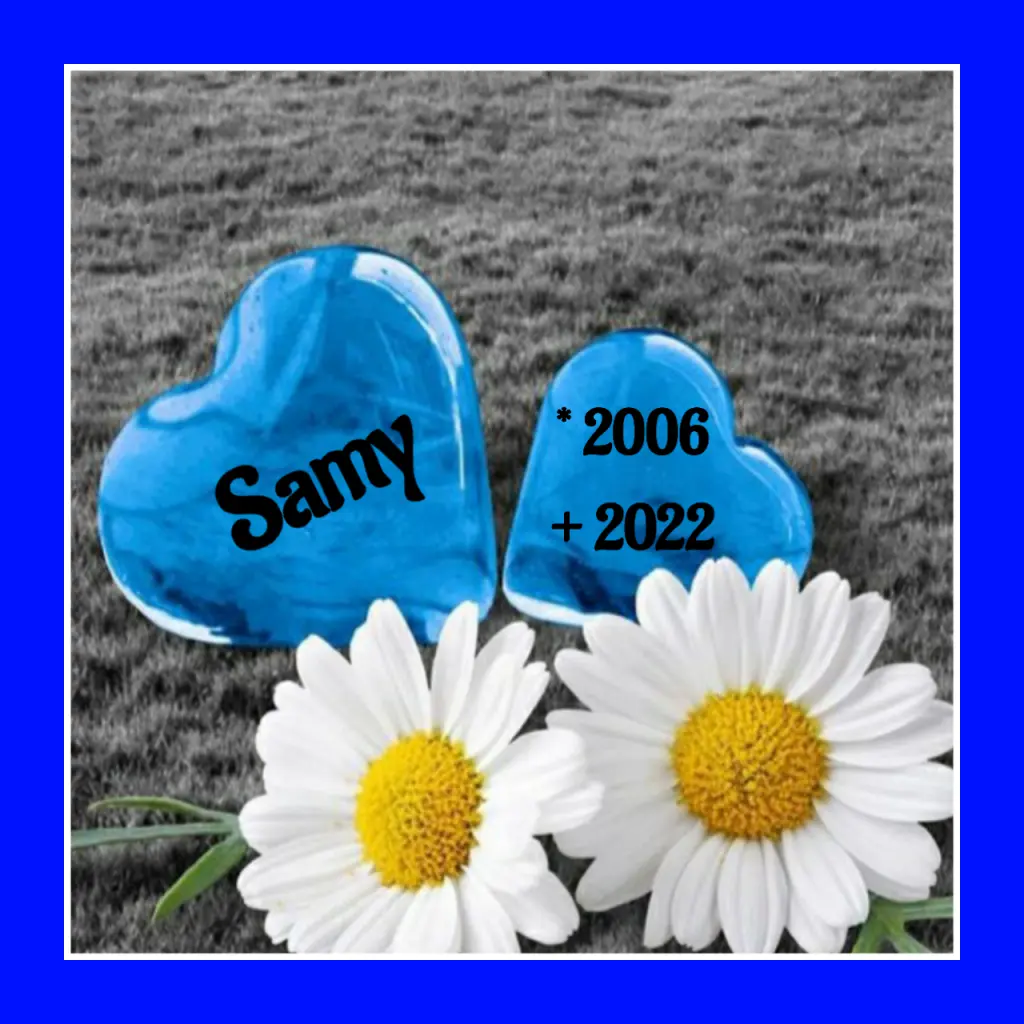 Condolence image of Martina mit Seelenhund Samy ♥️⭐♥️ für immer im Herzen 