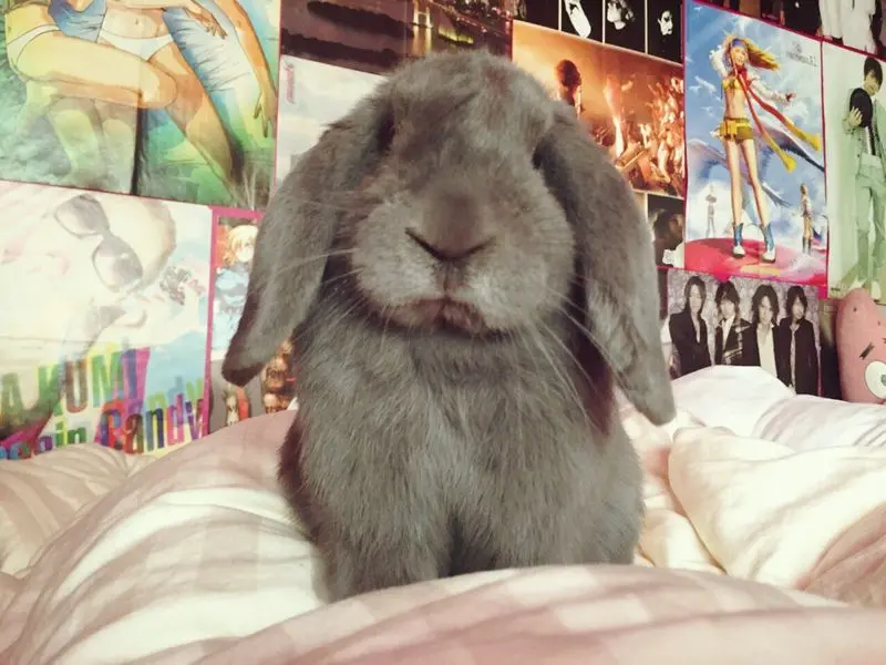 Image from Totoro
